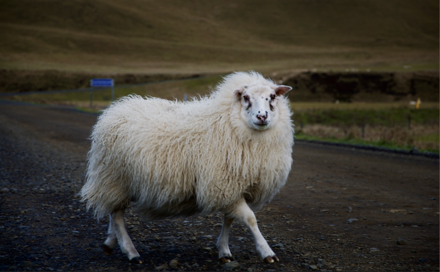 Mouton islande