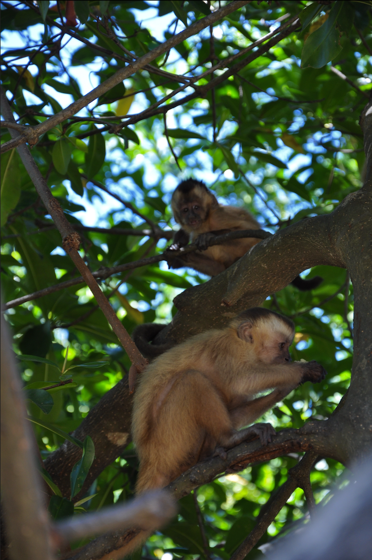 Singe